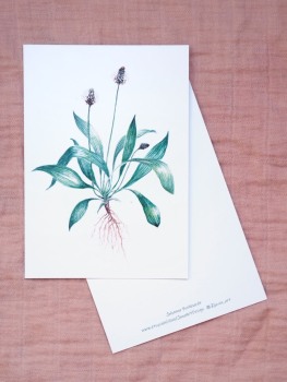 Premium Postkarte "Spitzwegerich"